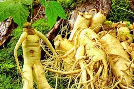 Trị chứng vài tháng hành kinh một lần 