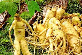 Trị chứng vài tháng hành kinh một lần 