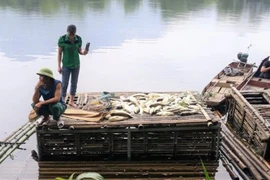 Cá chết hàng loạt trên sông Mã, 2 công ty thừa nhận xả thải