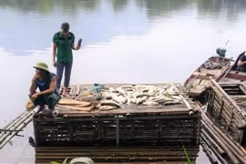 Cá chết hàng loạt trên sông Mã, 2 công ty thừa nhận xả thải