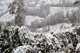 Biện pháp “phá” sương muối