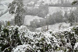 Biện pháp “phá” sương muối