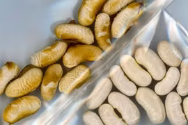 Kỹ thuật bọc hạt giống sinh học chống khô hạn