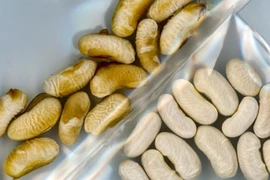 Kỹ thuật bọc hạt giống sinh học chống khô hạn