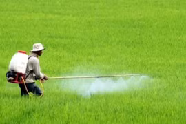 4 đúng trong sử dụng thuốc bảo vệ thực vật