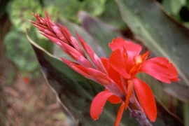 Dong riềng đỏ chữa bệnh tim