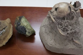 Xương động vật nghìn năm vẫn tồn tại ADN?