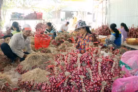 Vì sao giá hành tím ở Sóc Trăng ‘thất thủ’?