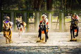 Đua chó trên đảo Khỉ