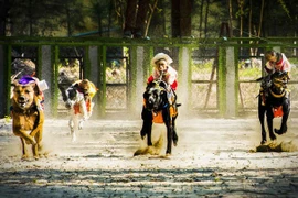 Đua chó trên đảo Khỉ