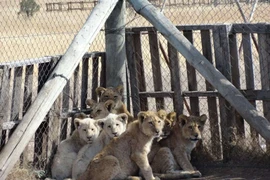 Tác hại của việc nuôi nhốt hổ