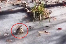 Cá sấu đông cứng trong hồ, chỉ còn mũi nhô lên thở