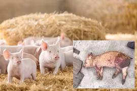 Làm chủ công nghệ kit phát hiện virus dịch tả lợn châu Phi