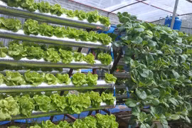 Rau trái vụ bằng thủy canh cho năng suất cao