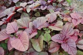 Rau dền cơm chữa nhiều bệnh