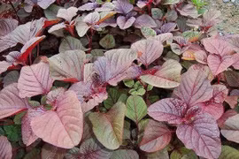 Rau dền cơm chữa nhiều bệnh