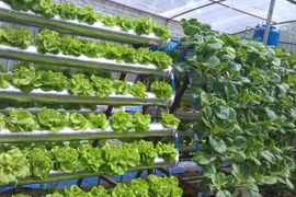 Rau trái vụ bằng thủy canh cho năng suất cao
