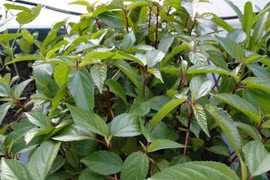 Rau đay phục hồi đại tiểu tiện cho người đột quỵ