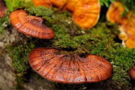 Nấm linh chi giúp tăng miễn dịch