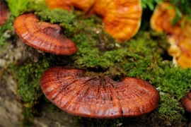 Nấm linh chi giúp tăng miễn dịch