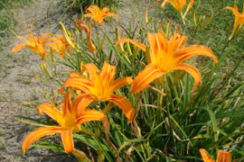 Hoa hiên chữa vàng da