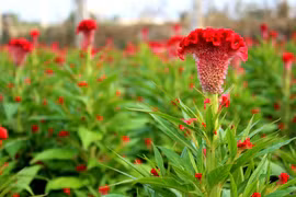 Hoa mào gà tiêu viêm, cầm máu