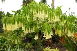 Cẩn trọng khi dùng hoa chuông chữa mất ngủ