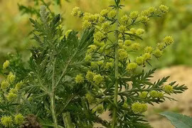 Hoạt chất phòng ung thư từ cây thanh hao hoa vàng