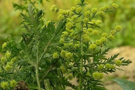 Hoạt chất phòng ung thư từ cây thanh hao hoa vàng