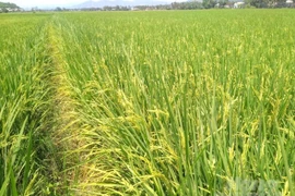 Rủi ro khi tự ý canh tác giống lúa ST25 