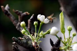 Lê, mận, đào khoe sắc sớm đón xuân