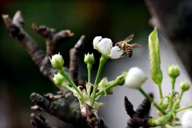 Lê, mận, đào khoe sắc sớm đón xuân