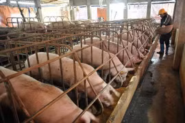 Lùng mua, vét cạn trong dân, thịt lợn tăng giá chưa từng có