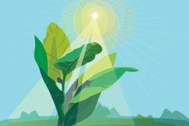 Kỹ thuật đột biến gene khiến thực vật hấp thụ CO2 gấp 2 lần