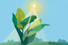 Kỹ thuật đột biến gene khiến thực vật hấp thụ CO2 gấp 2 lần