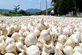 Đặc điểm của tỏi Lý Sơn