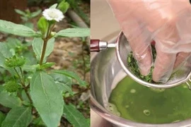 Rau ngót + cỏ mực trị miệng lở loét lâu ngày