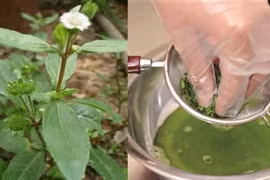 Rau ngót + cỏ mực trị miệng lở loét lâu ngày