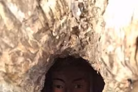 Ruột cây nghìn tuổi “giấu” tượng phật