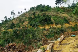 Hiểu đúng về hiện trạng rừng Việt Nam