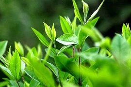 Chè xanh giải nhiệt