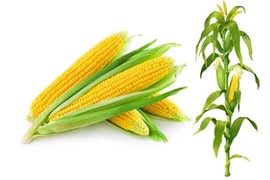 Trung Quốc xem xét cấp giấy chứng nhận an toàn sinh học cho ngô chỉnh sửa gen đầu tiên