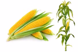 Trung Quốc xem xét cấp giấy chứng nhận an toàn sinh học cho ngô chỉnh sửa gen đầu tiên