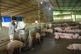 Giá thức ăn chăn nuôi tăng cao: Áp lực đè nặng người nông dân