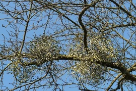 Tác dụng của cây tầm gửi