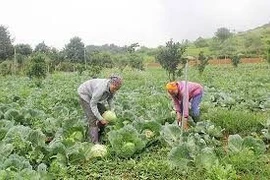 Điều kiện sản xuất rau trái vụ