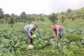 Điều kiện sản xuất rau trái vụ