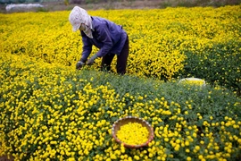 Sống thọ ở làng hoa cúc