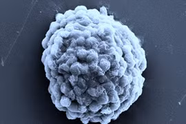 Công nghệ vi sinh vật sản xuất hydro qua quá trình quang hợp