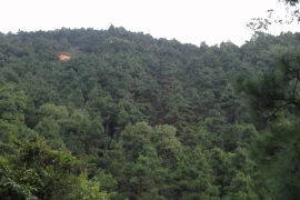 Hà Nội: Người đứng đầu chịu trách nhiệm chính nếu để xảy ra phá rừng